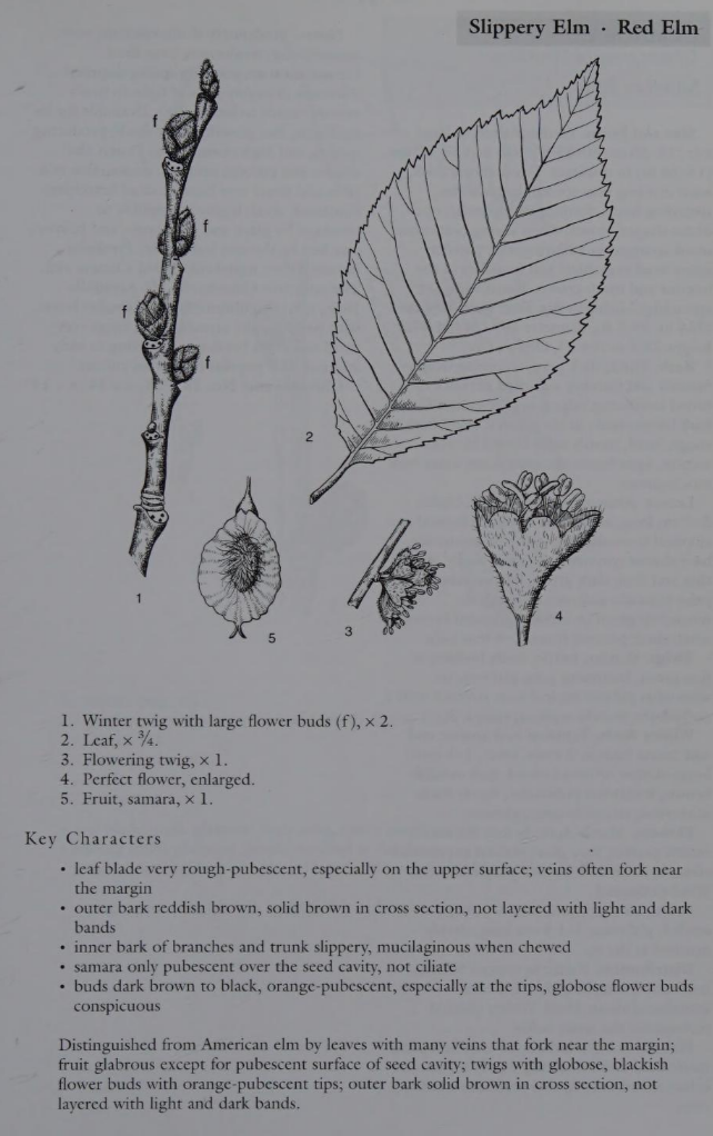 <p>Family: Ulmaceae</p><p>Physiognomy: Nt Tree</p><p>Common Name: Slippery Elm</p><p>Leaf: alternate, simple, doubly serrate, base asymmetrical, usually glaborous</p>