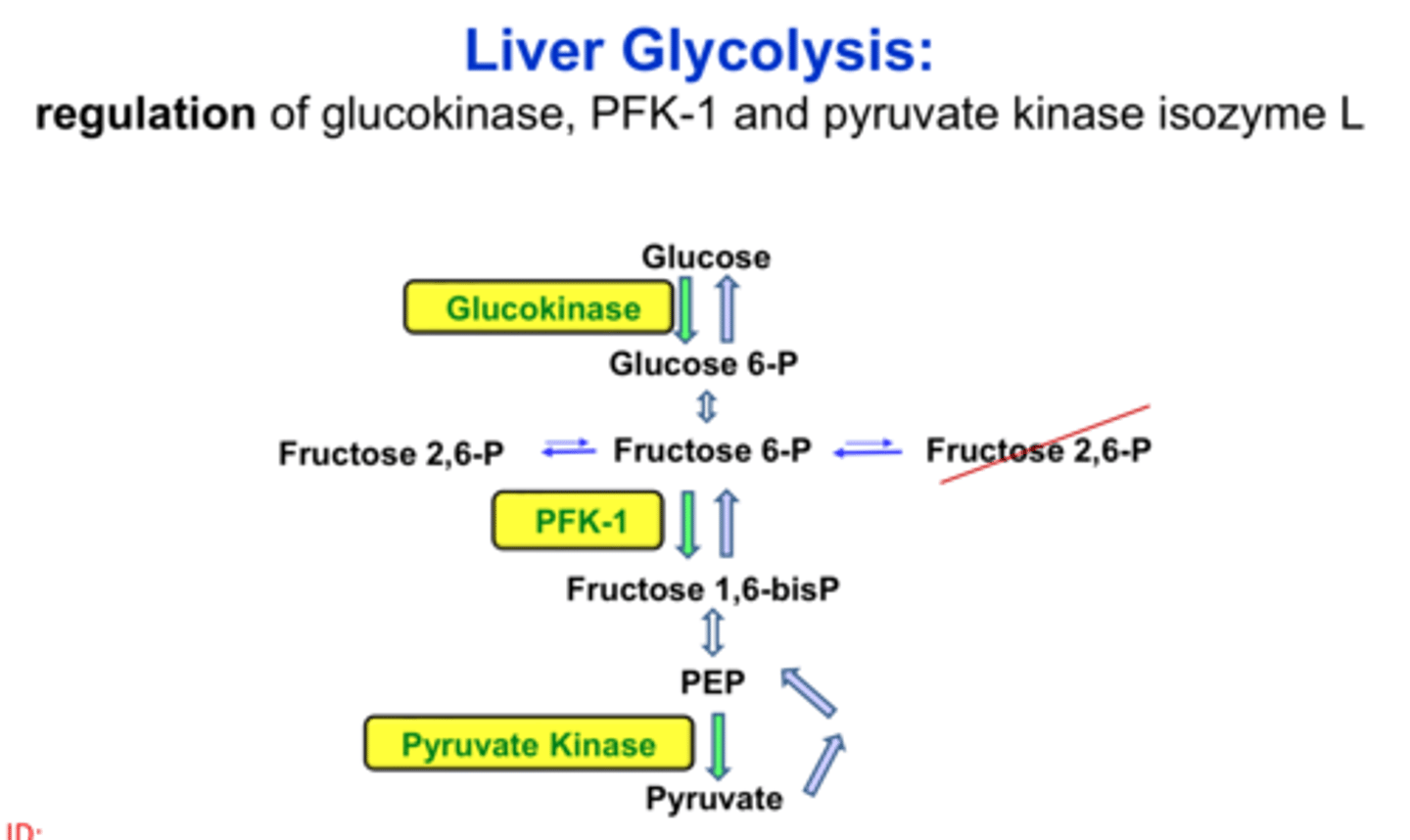 <p>-inhibited by glucokinase regulatory protein (GKRP) at low glucose conc</p><p>-can only form glucose 6-phosphate when glucose is abundant</p>