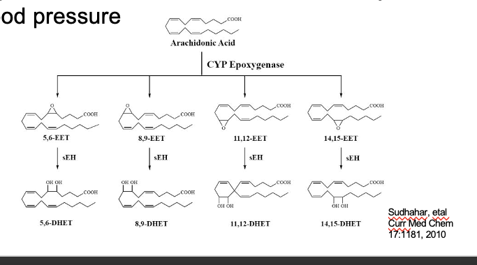 <ul><li><p>produced via <strong>cytochrome P450 epoxygenase</strong></p></li><li><p>occurs in CV endothelium and smooth muscle cells, ascending loop of henle, vascular endothelium in the kidney, brain astrocytes, airway and parenchymal lung tissue and other tissues <strong>lacking cycooxygenase and lipoxygenase</strong></p></li><li><p>acts as <u>paracrine factor</u> regulating local vascular tone, anti-inflammatory</p></li><li><p>can act as vaso<u>dilator</u>, <strong>lower</strong> blood psi</p></li><li><p>diagram</p><ul><li><p>AA → 5,6 EET/8,9-EET/11,12-EET/14,15-EET</p><ul><li><p>thru CYP epoxygenase</p></li></ul></li><li><p>EET → DHET (essentially inactive form)</p><ul><li><p>thru sEH (soluble exposide hydrolase)</p></li></ul></li></ul></li></ul><p></p>