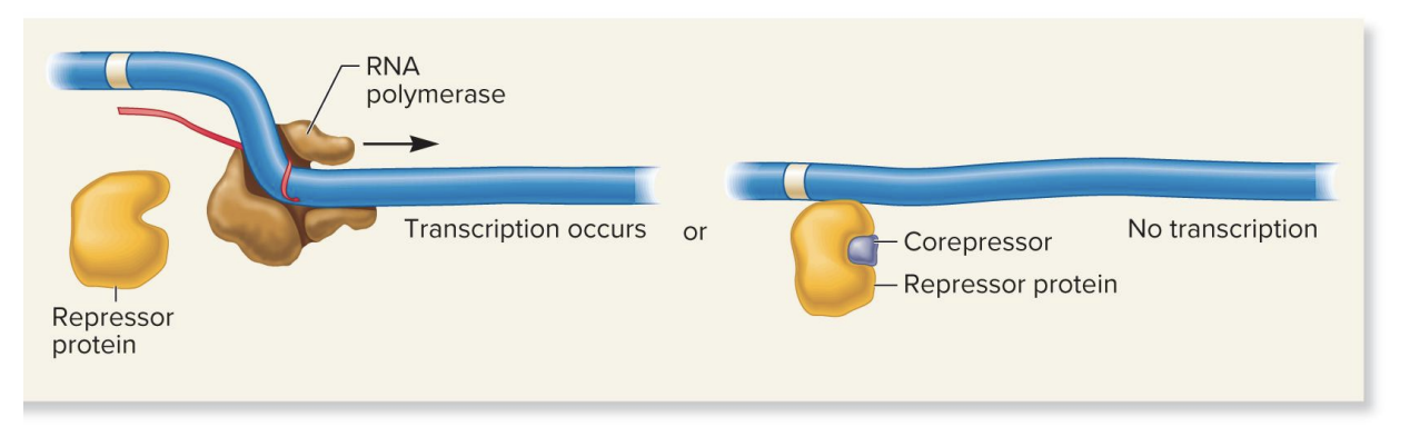 <ul><li><p class="">no corepressor present</p><ul><li><p class="">repressor protein won’t bind DNA→ transcription occurs</p></li></ul></li><li><p class="">corepressor present</p><ul><li><p class="">corepressor binds repressor protein, causing a conformation change that allows the repressor to bind the DNA→ inhibit transcription</p></li></ul></li></ul><p></p>