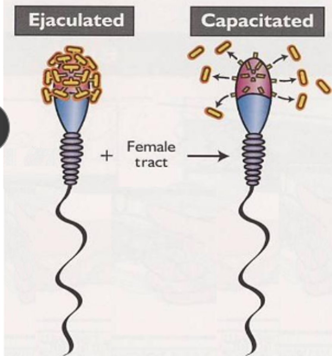 <p>remove surface molecule on sperm head to bind to egg and increase motility</p>