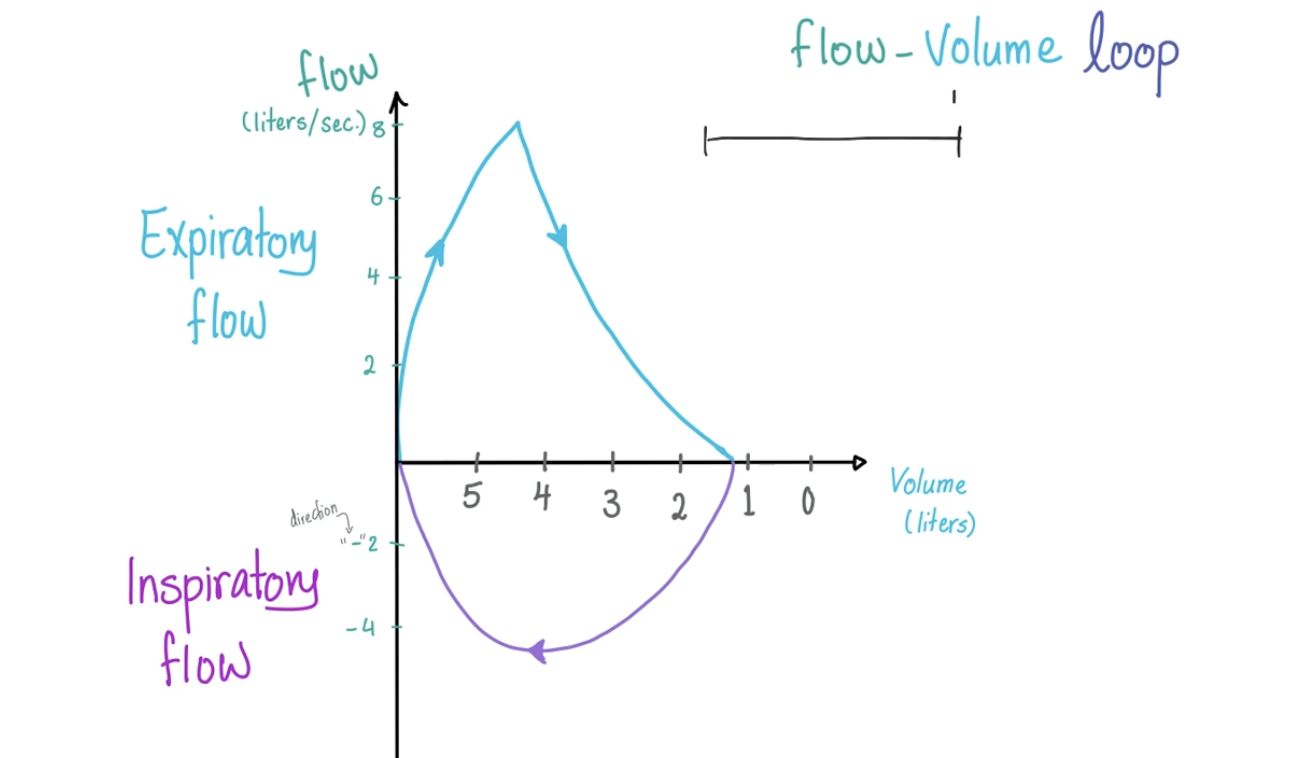 <ul><li><p>Characteristic triangular shape</p></li><li><p>Peak triangle = Peak expiratory flow rate (PEFR)</p></li><li><p>Positive deflection is expiration</p></li><li><p>Negative deflection is inspiratory flow</p></li></ul><p></p>