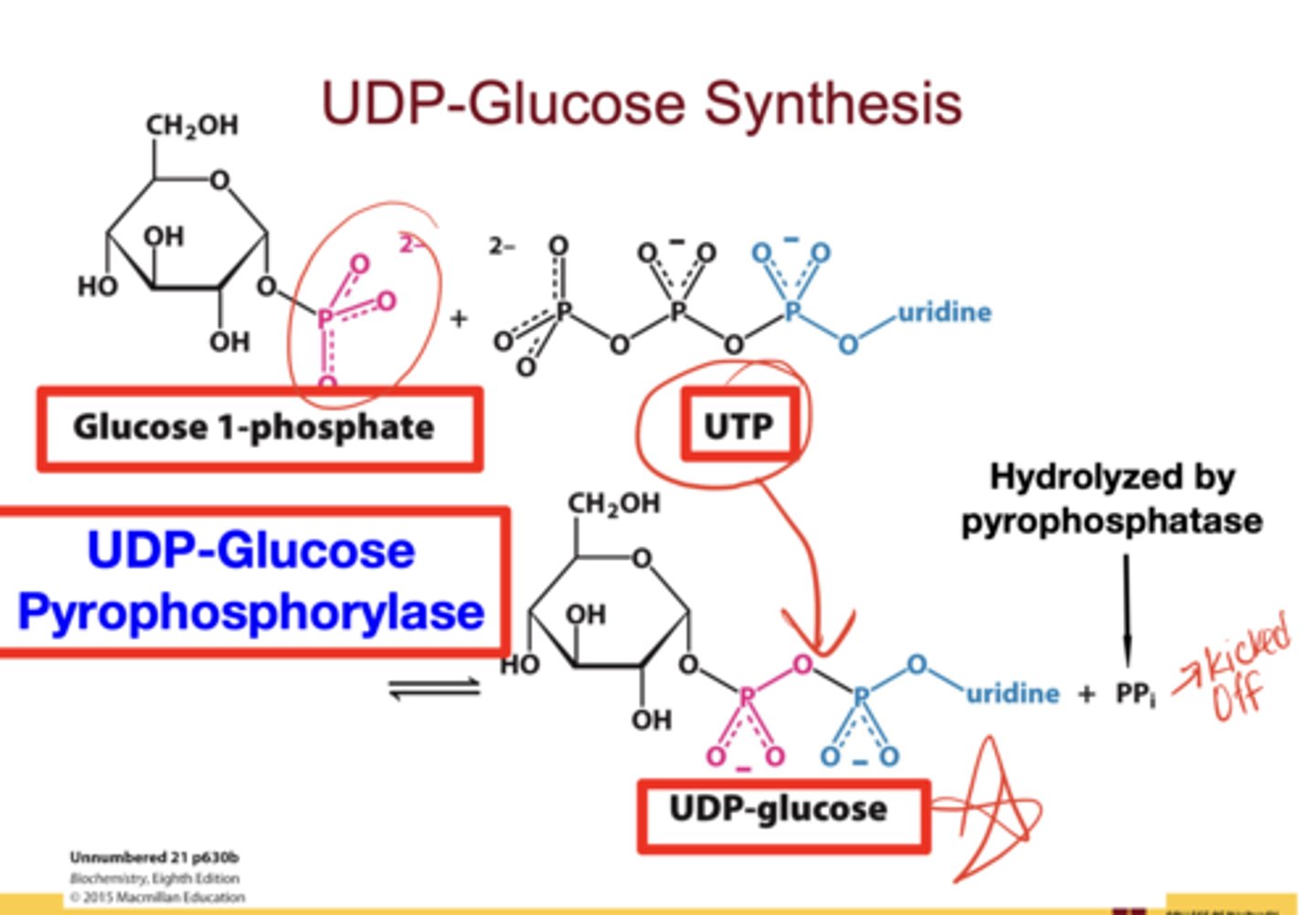 <p>Substrate: glucose-1-phosphate</p><p>Enzyme: UDP-glucose pyrophosphorylase</p><p>Reaction: G1P + UTP → UDP-glucose + PPi (hydrolyzed by pyrophosphatase, driving the reaction forward)</p>