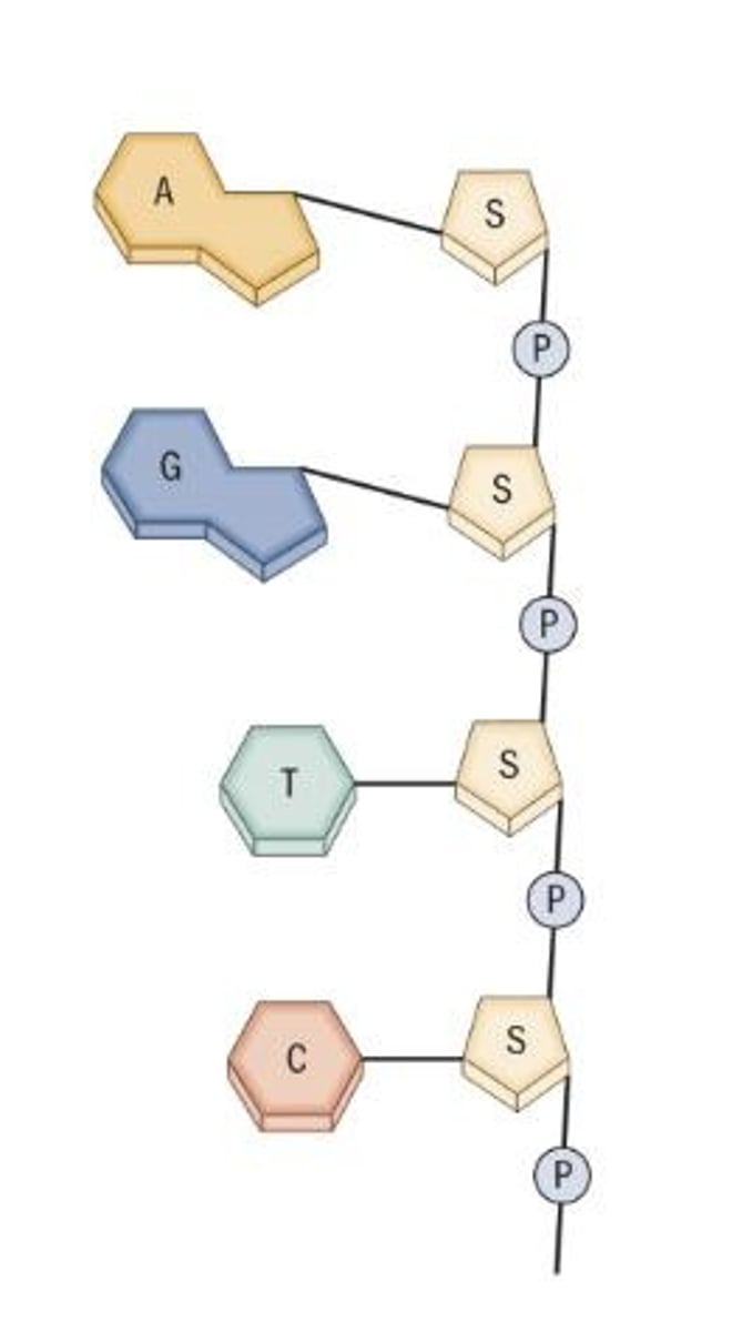 <p>A-T and C-G.</p>