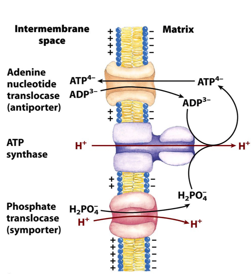 <ul><li><p>Swapping of ATP/ADP (brings ADP + Pi) takes negative charge outside</p><ul><li><p>ATP goes out of into the cytoplasm</p></li><li><p>3- charges come in, 4- go out</p></li><li><p>Need positive charge to do movement → Use a H+ (proton gradient)</p></li></ul></li><li><p>The import of Pi consumes H+</p></li></ul>