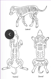 <ul><li><p>Sharp dissection</p></li><li><p><span style="color: rgb(136, 136, 136);"><strong>Trauma:</strong></span><strong> <u>Dissect deep</u></strong> to <strong>subdermal plexus</strong> to prevent devascularization </p><ul><li><p><strong>Scalpe</strong>l < scissors < CO₂ laser < electroscalpel</p></li><li><p>Skin hooks/suture stays < tissue forceps/repeated manipulation</p></li></ul></li><li><p><span style="color: rgb(136, 136, 136);"><strong>Healing: </strong></span></p><ul><li><p><strong>Primary</strong>: immediate closure</p><ul><li><p><strong>Delayed primary</strong>: <3-5d, <strong><u>before granulation</u></strong></p></li></ul></li><li><p><strong>Secondary</strong>: >3-5 days, <strong><u>after granulation</u></strong></p></li><li><p><strong>Second intention</strong>: granulation + epithelialization</p></li></ul></li></ul><ul><li><p><span style="color: rgb(136, 136, 136);"><strong>Tension: </strong></span></p><ul><li><p><strong><u>Close parallel to lines</u></strong>: faster healing, less dehiscence</p><ul><li><p>Perpendicular = wider scars, delayed healing, “dog ears”</p></li></ul></li></ul></li></ul><img src="https://knowt-user-attachments.s3.amazonaws.com/7f9b605b-ca76-499e-81e6-d25bd5c7ed45.png" data-width="50%" data-align="center"><ul><li><p><span style="color: rgb(136, 136, 136);"><strong>Excision</strong>:</span> First attempt = best attempt </p><ul><li><p><strong>Lipoma: </strong>0 cm margins</p></li><li><p><strong>Mast cell tumor: </strong>1–2 cm</p></li><li><p><strong>High-grade sarcoma:</strong> 3 cm</p></li></ul></li></ul><p></p>