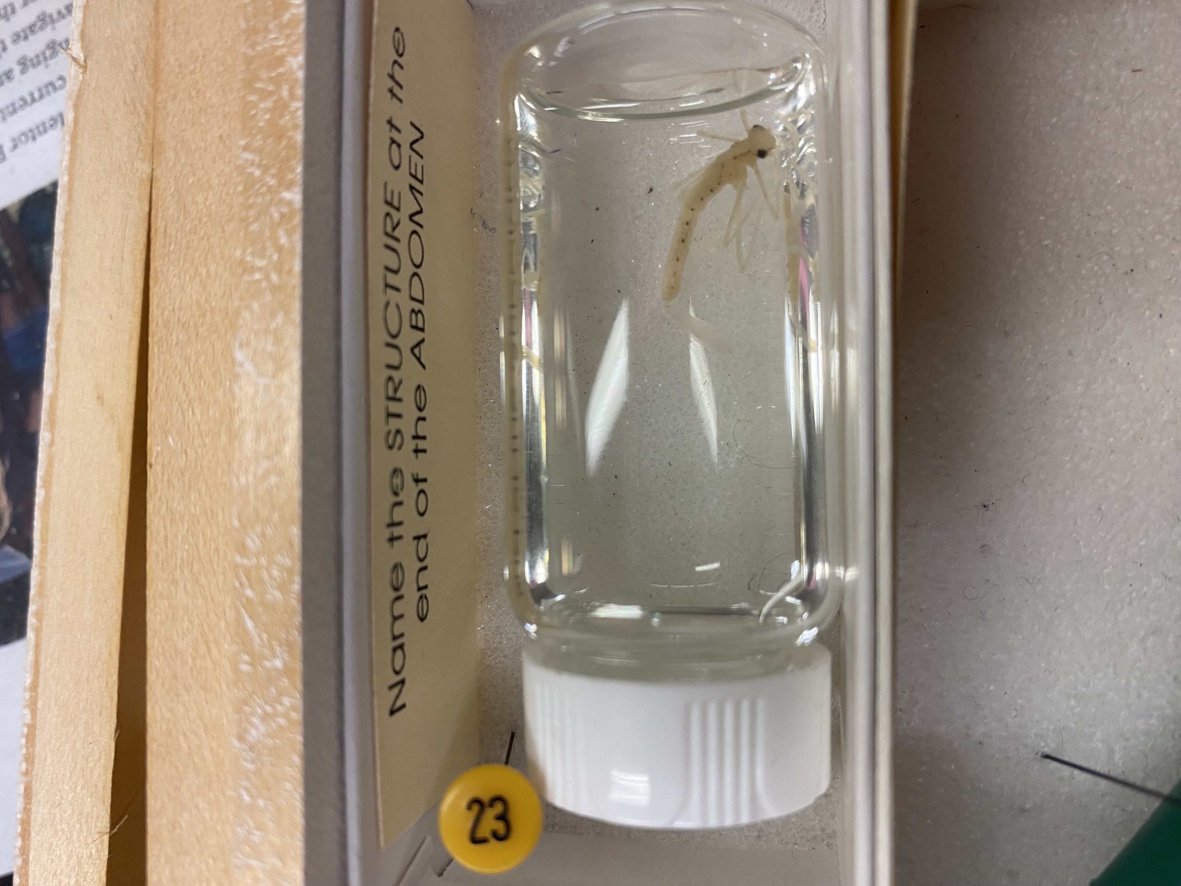 <p>Gills</p>