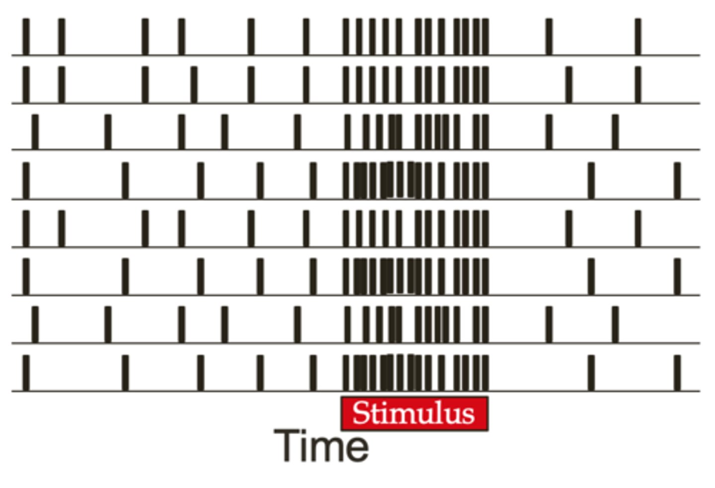 <p>Measures the frequency and timing of action potentials from trial to trial of same stimulus to determine what a neuron is specialized to.</p>