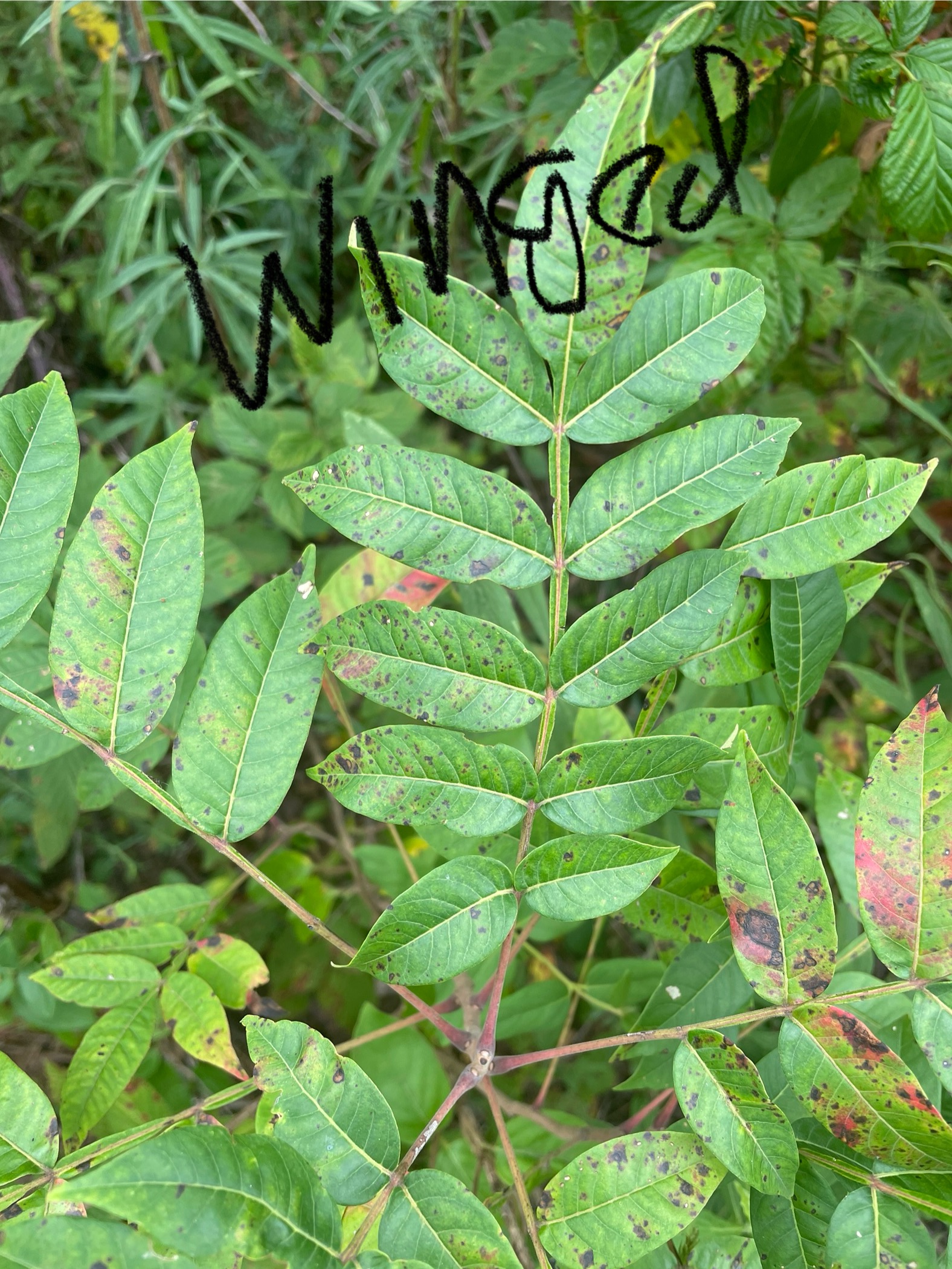 knowt flashcard image