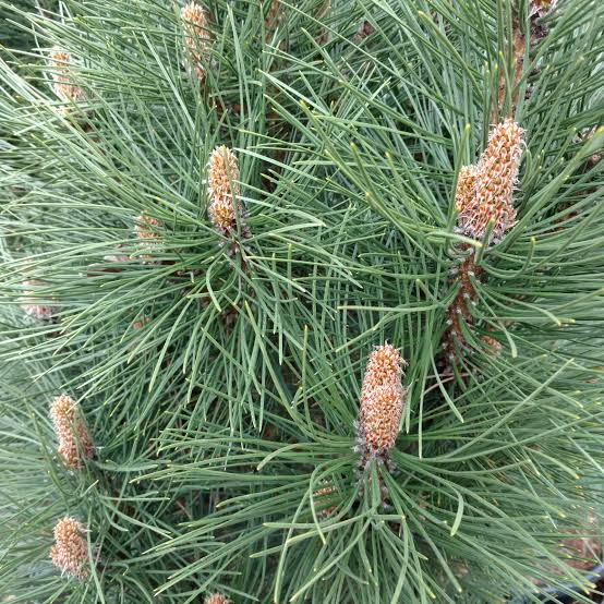 <p>Pinus nigra</p>