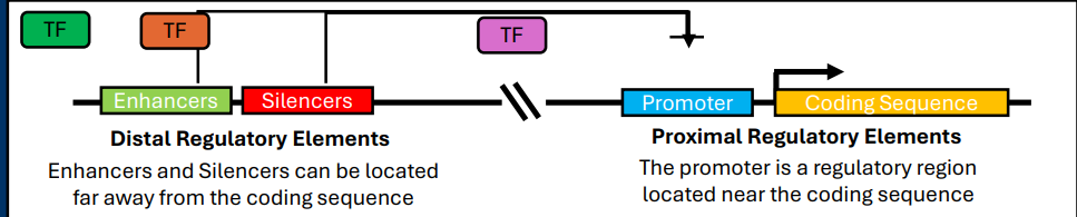 <p><strong>Promoters:</strong> Found immediately upstream of a gene coding sequence. These sequences are required for gene expression (i.e. they “promote” expression)</p><p>-Regulatory regions found in DNA</p>