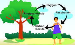 The organic circulation of carbon from the atmosphere into organisms and back again