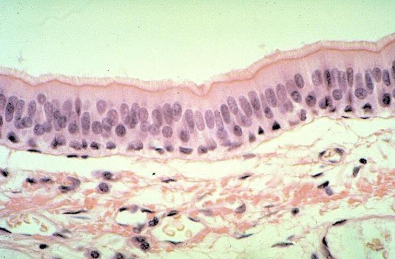 <p>Name this tissue</p>