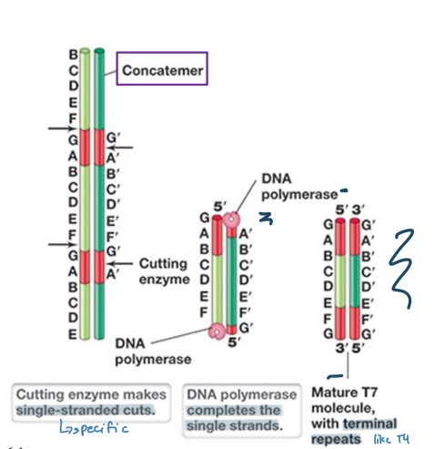 <p>Replicates linear genome in a manner different from T4 phage</p><ul><li><p>unreplicated terminal repeats are paired via DNA polymerase and ligase activity to form a concatemer</p></li><li><p>Packaging of genomes is achieved by specific cutting by T7  endonuclease</p></li><li><p>single stranded cuts are made at specific sites, dna polymerase completes the single strand</p><ul><li><p>results in terminal repeats but not identical ends</p></li></ul></li></ul>