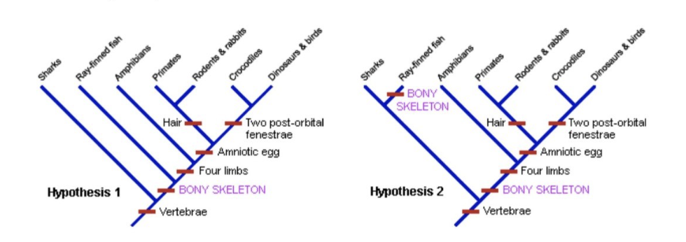 <p>What is the most parsimonious tree?&nbsp;</p>