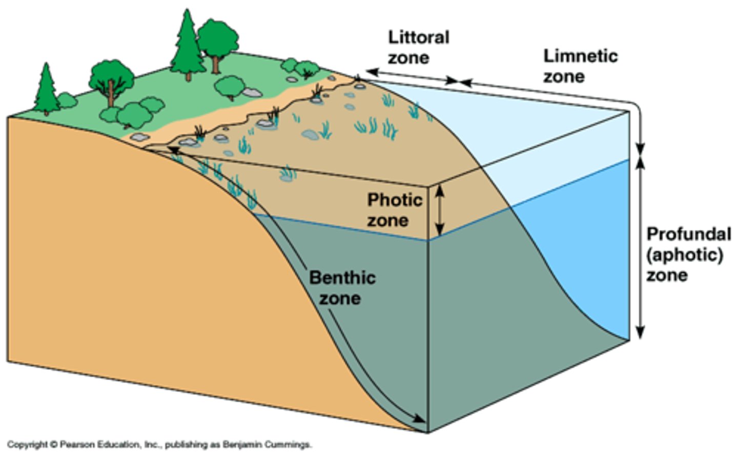 <p>-Lakes and ponds tend to have standing water, and may be too deep to support vegetation except near the shorelines, or the littoral zone (shallow down-sloping shelf).</p><p>-Limnetic zone: layer that receives</p><p>sufficient sunlight, allowing for photosynthesis. AKA “photic zone”. Photosynthetic algae!</p><p>-Profundal zone: Areas WITHOUT sunlight</p><p>-Benthic zone: BOTTOM of lake, pond, or ocean. </p>