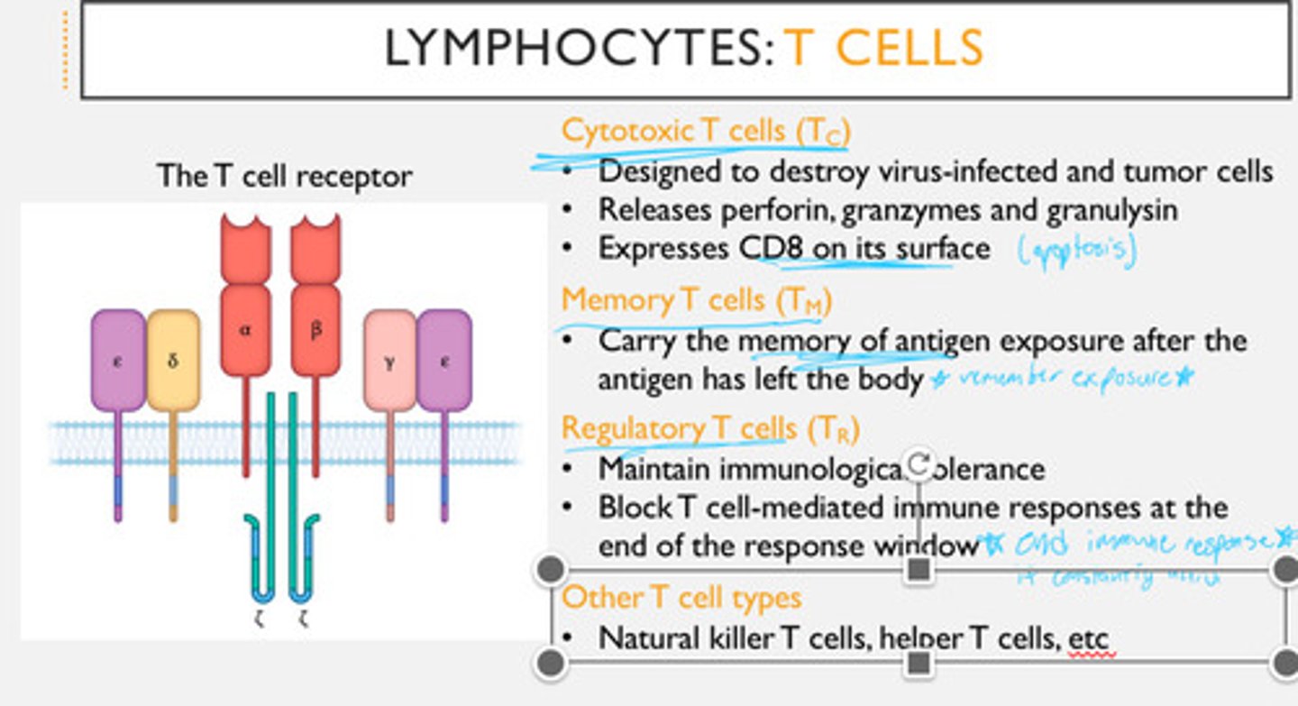 <p>- helper (tags pathogens), cytotoxic (attacks cells), memory, regular/regulatory (regulates immune systems &amp; shuts off pathogenic response)</p><p>- note: T cells have high viral efficacy</p>