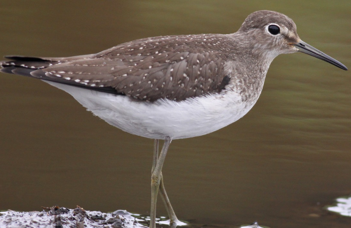 <p>What bird is this?</p>