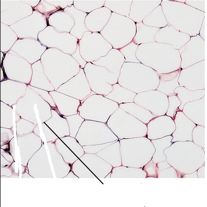 <p>Plasma Membrane</p>