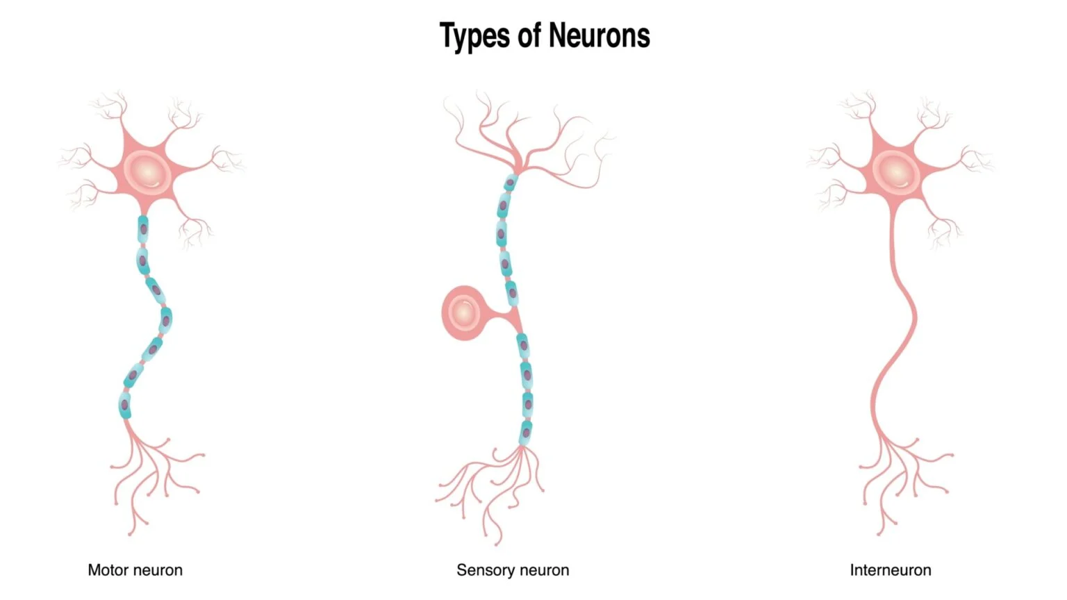<p>neurons in CNS connecting sensory and motor neurons (internal connections)</p>