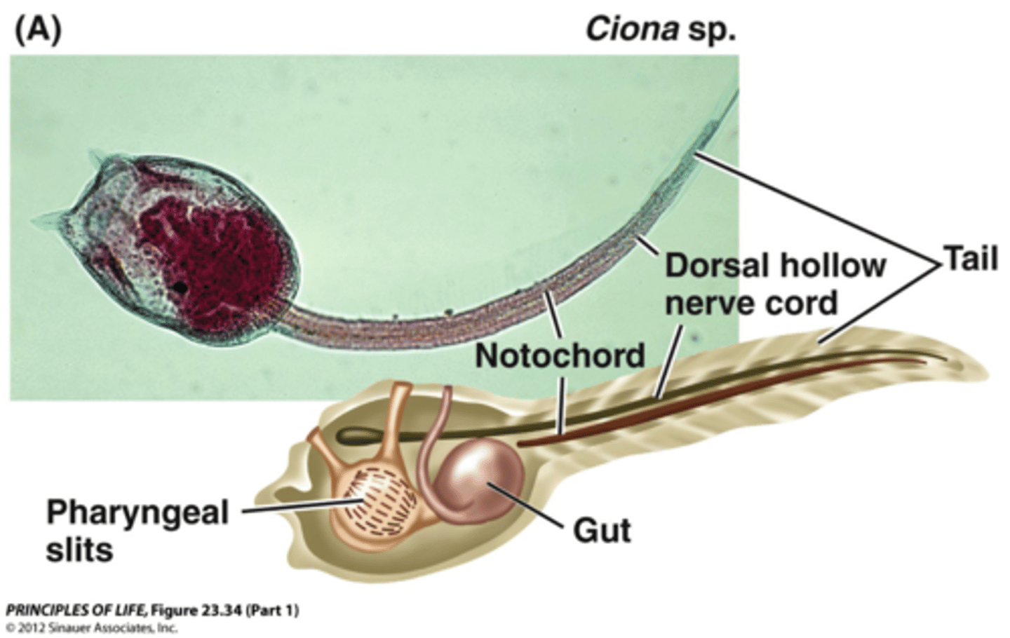 <p>- Fairly typical chordate</p><p>- Once it settles on its substrate it undergoes radical metamorphosis</p><p>- Resorbs/degenerates the notochord, its muscular tail and dorsal nerve cord</p><p>- Pharynx with pharyngeal slits and endostyle massively enlarged</p>