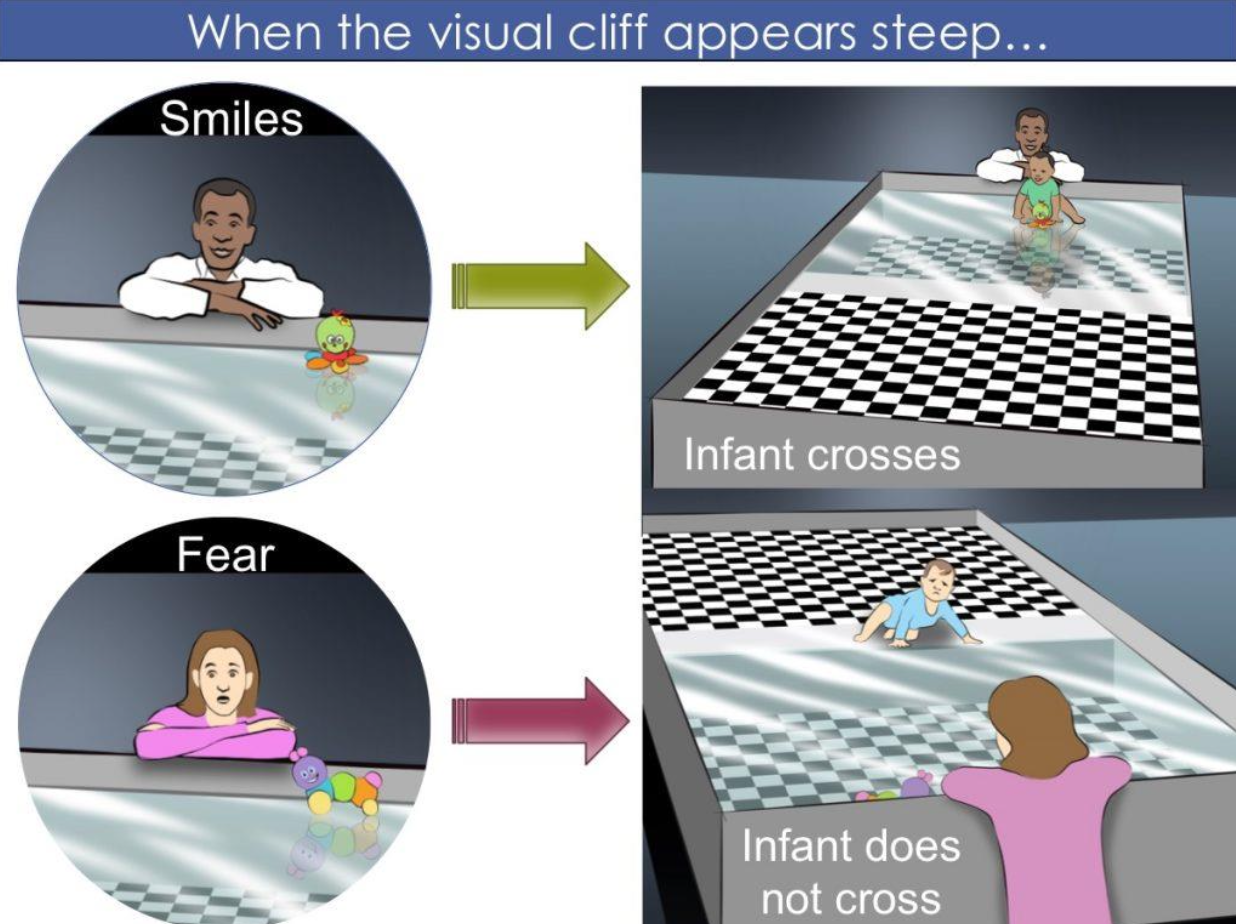 The visual cliff experiment 