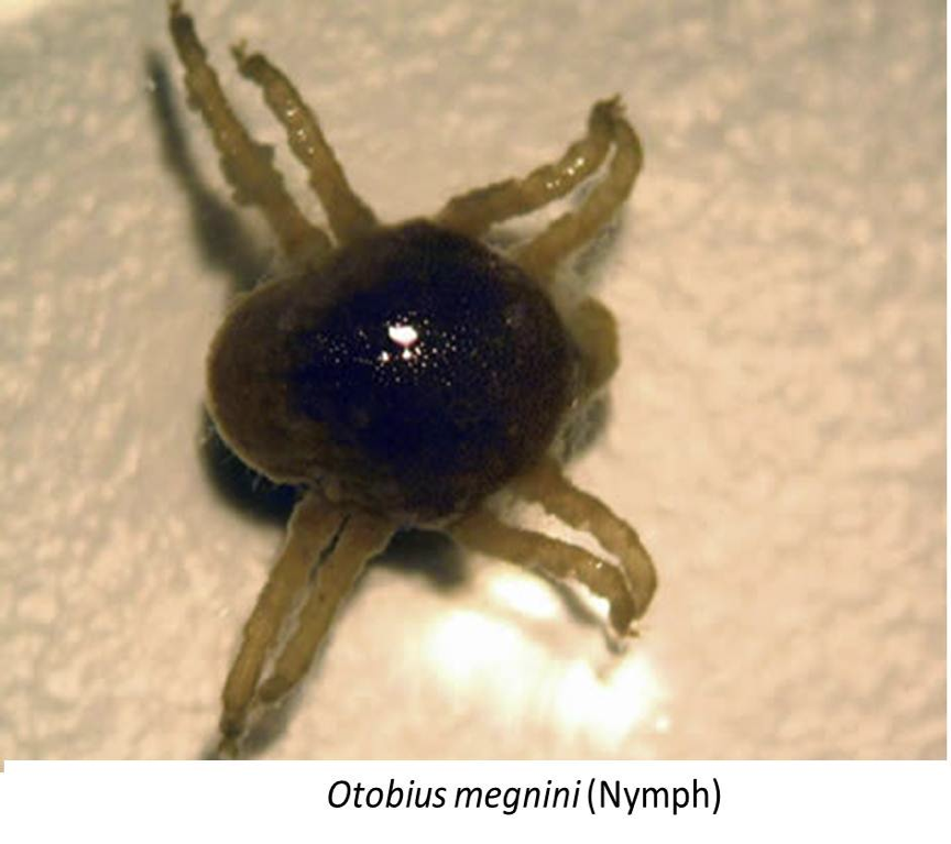 <p>soft or hard tick</p>