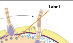 <p>What is found underneath the plasma membrane of the egg cell of a sea urchin?</p>