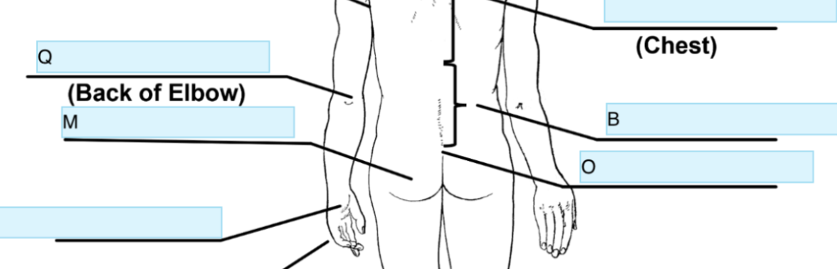 <p>Anatomical term for Q</p>