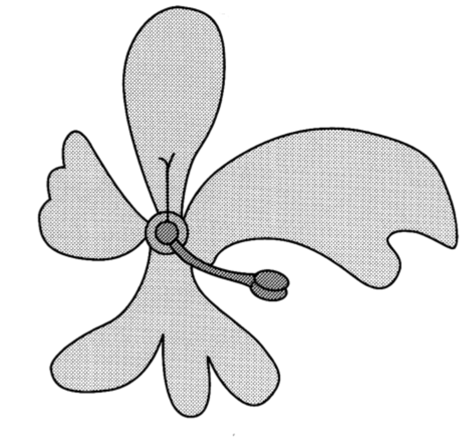 <p>Asymmetrical </p>