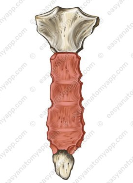 <p>What is the red called?</p>