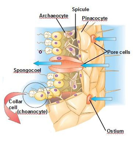 <p>Have flagella that forces water to circulate in the sponge</p>