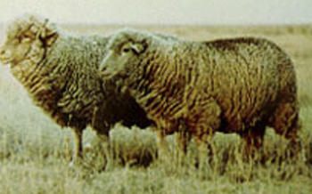 <ul><li><p>best adapted to the conditions of southwestern US </p></li><li><p>medium-size, white hair on face and legs </p></li><li><p>hardy and gregarious</p></li><li><p>adaptable to unassisted pasture lambing </p></li><li><p>produce a fine wool fleece with a deep, close crimp </p></li><li><p>breed category: fine wool</p></li><li><p>distribution: USA </p></li></ul><p></p><p></p>