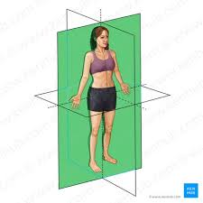 <p>It divides the body or an organ into <strong>anterior (front)</strong> and <strong>posterior (back)</strong> portions.</p>