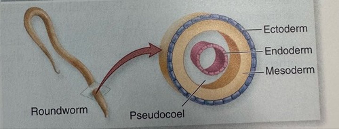 <p>-ectoderm</p><p>-mesoderm</p><p>-endoderm</p><p>- pseudocoel</p>