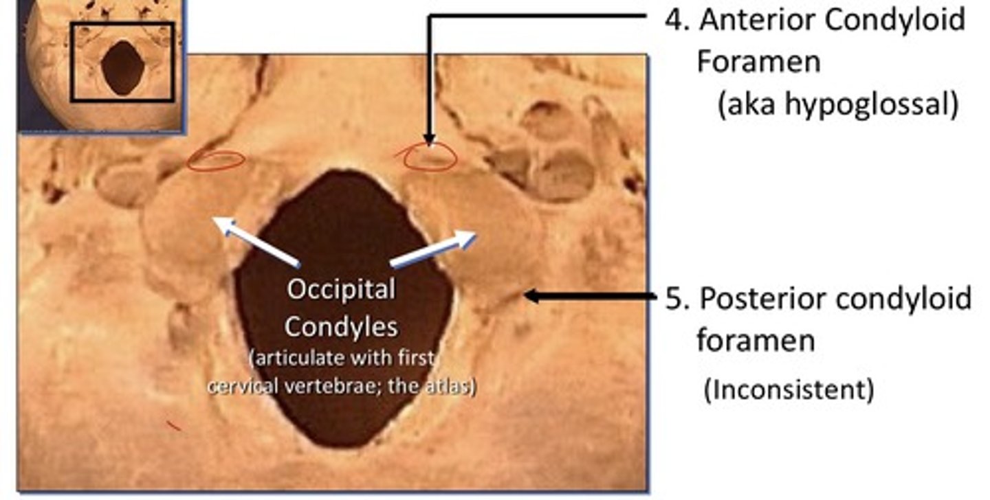 <p>1. Anterior condyloid foramen (aka hypoglossal)</p><p>2. Posterior condyloid foramen (inconsistent)</p><p>3. Occipital condyles: (articulate with first cervical vertebrae; the atlas)</p><p>-Sometimes they communicate</p>