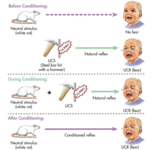 <ul><li><p><strong>Purpose: </strong>Classical conditioning of a fear response in a human infant.</p></li></ul><ul><li><p><strong>Method</strong>:</p><ul><li><p>Loud noise induced by banging an iron bar with a hammer (unconditioned stimulus) elicited a fear response along with the presence of a rat (conditioned stimulus).</p></li><li><p>A conditioned fear response was developed where the child became scared of the rat.</p></li></ul></li><li><p><strong>Stimulus Generalization</strong>: Fear was also developed for other similar objects that looked like the rat.</p></li><li><p><strong>Outcome</strong>: Researchers intended to decondition the induced fear, but the experiment was concluded before that.</p></li></ul><p></p>