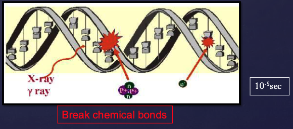 <p>ionization of biologic macromolecules directly by a photon of ionizing radiation</p>