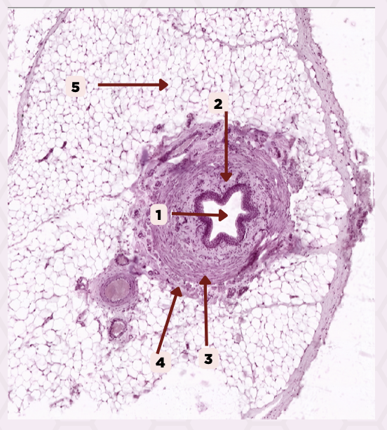 <p>Identify the specimen.</p>
