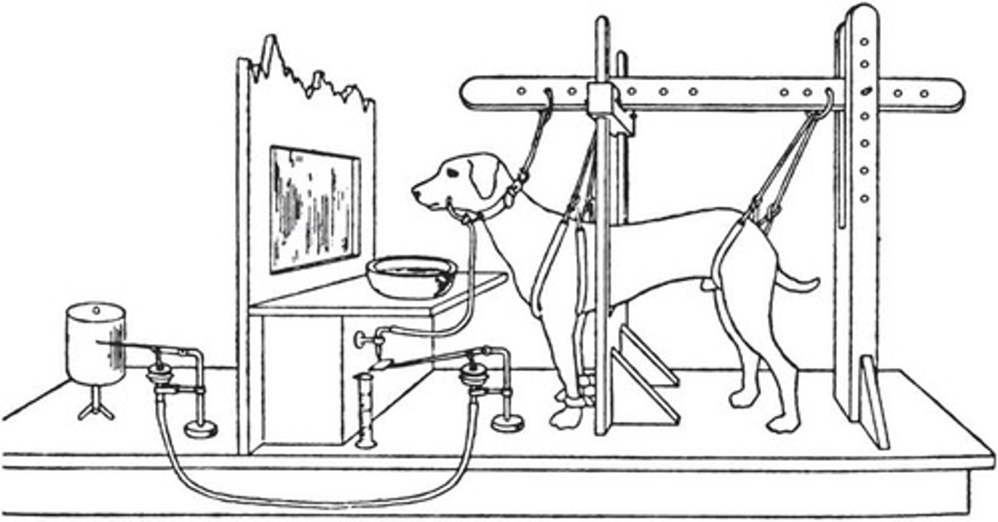 <p>In Pavlov's experiment, dogs salivated in response to food (US) and later salivated to the sound of a bell (CS) after the bell was paired with food multiple times.</p>