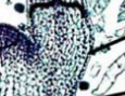<p>Forms the epidermis from apical meristem.</p>