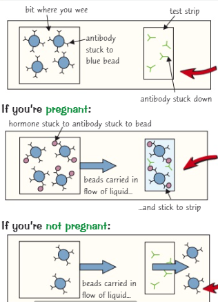 <ol><li><p>On a pregnancy test, there is a bit of the stick where you wee on that has antibodies stuck into it with a blue head </p></li><li><p>The test strip (the bit which indicates you’re pregnant) has antibodies stuck onto it so they can’t move</p></li><li><p>If you’re pregnant, when you wee on the stick </p><ul><li><p>the hormones bind to the blue antibodies</p></li><li><p>the urine moves up the stick + carrying the hormones + blue antibodies up</p></li><li><p>The blue antibodies bind with the antibodies stuck onto the stip</p></li><li><p>So it turns blue (or any other colour) indicating you’re pregnant</p></li></ul></li><li><p>If you aren’t pregnant non of this happens because the blue antibodies didn’t have any hormones to bind with leading to no indication of pregnancy</p></li></ol>