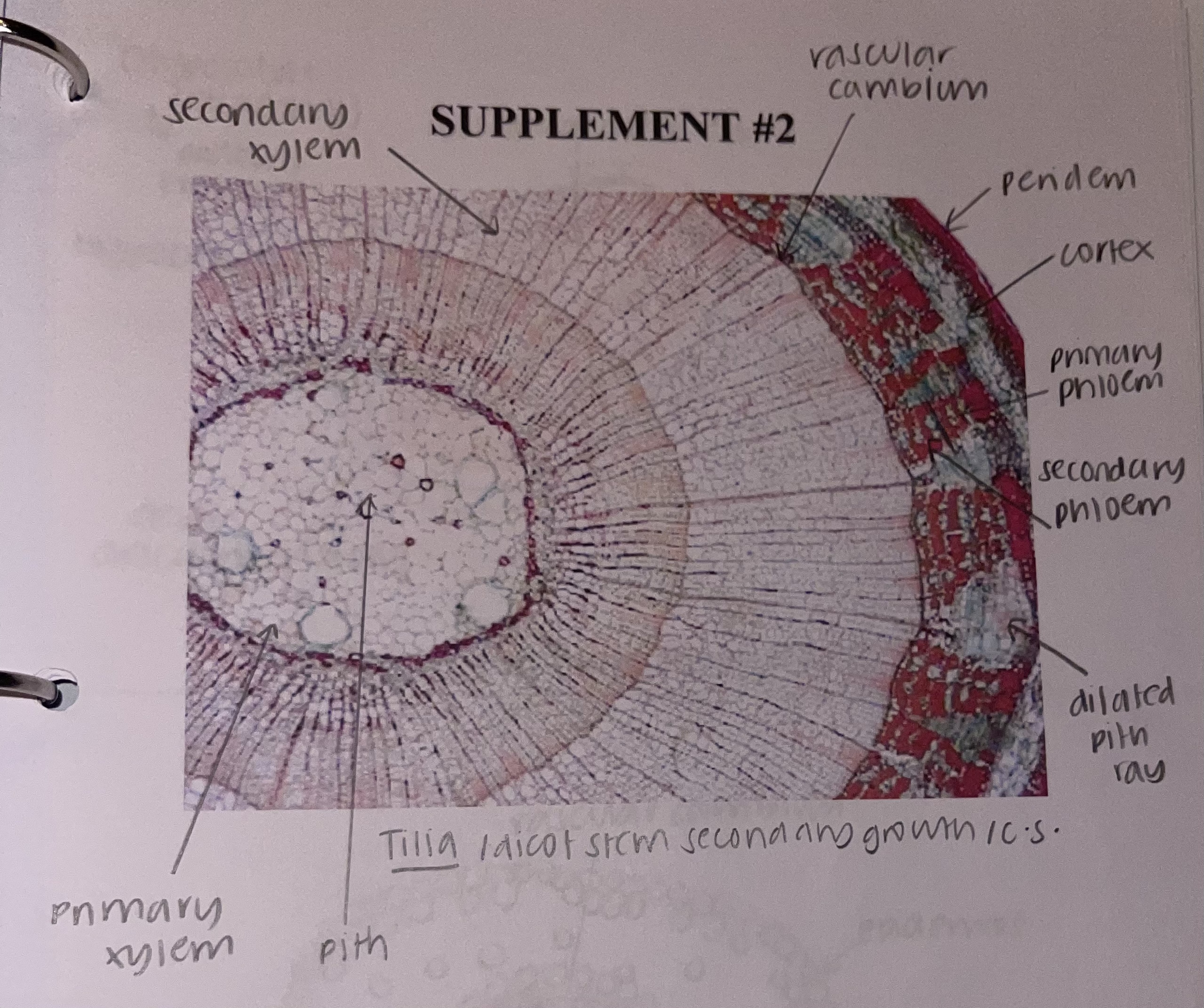 <p>what kind of stem does a <u>Tilia</u> plant have</p>