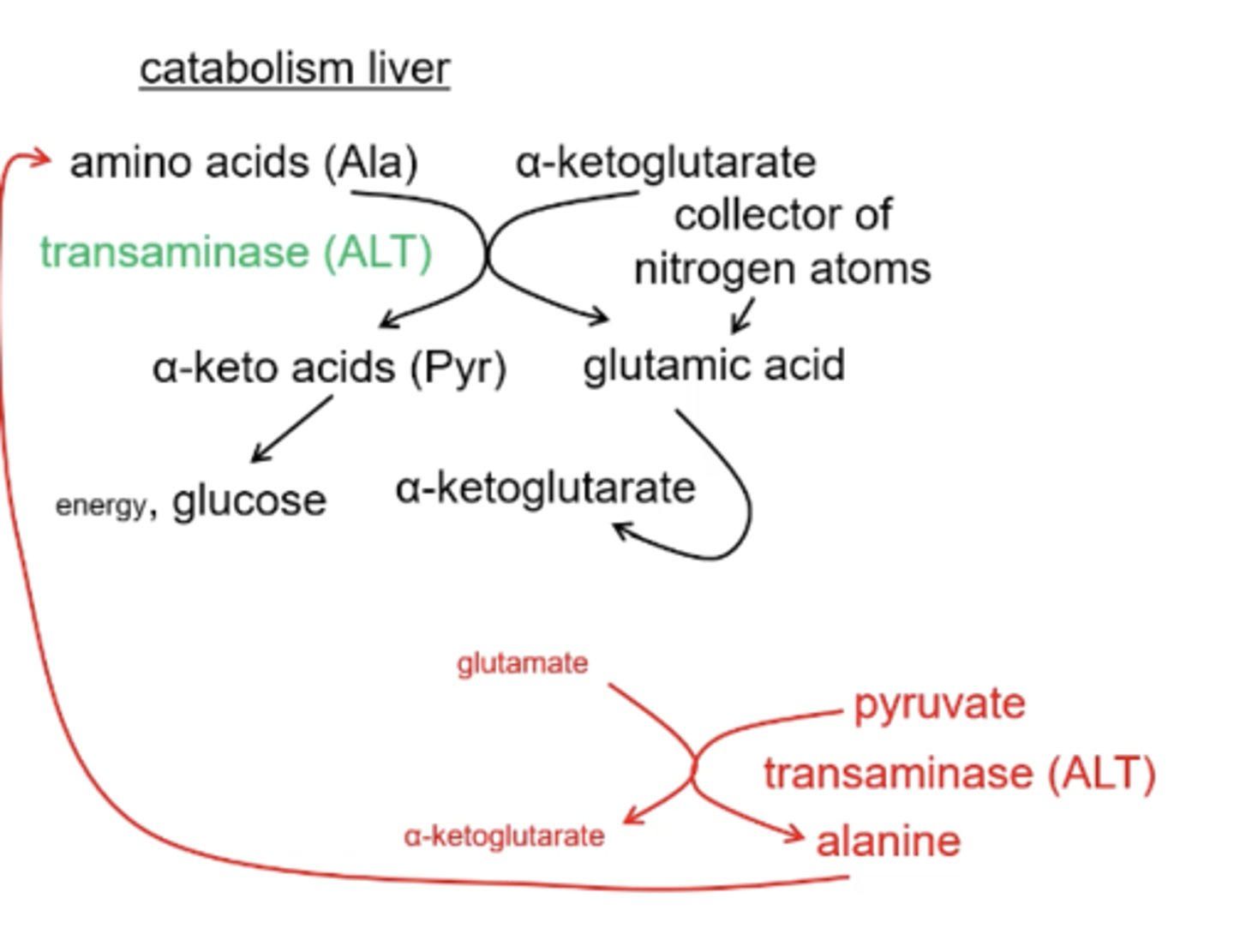 <p>alanine; pyruvate</p><p>pyruvate; alanine</p>
