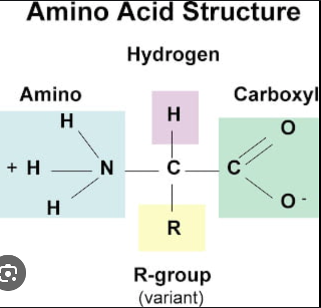 <p>R-Group, Amino Group, carboxyl group (C—O) </p>