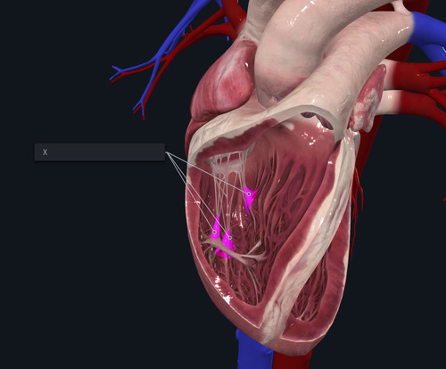 <p>Name the muscles marked by the X and highlighted pink</p>