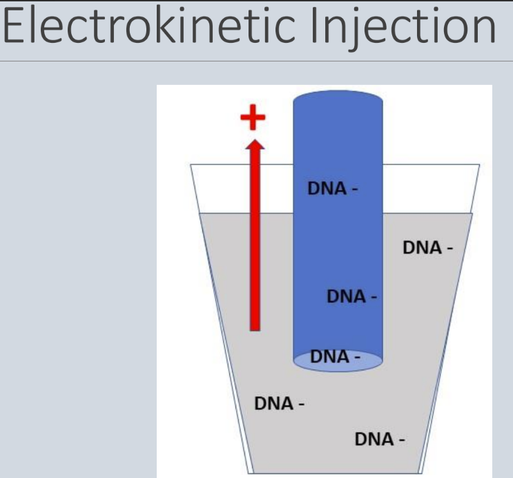 <p><span style="line-height: 107%;">Capillary electrophoresis (CE)</span></p><p class="MsoListParagraphCxSpFirst"><span style="font-family: Aptos, sans-serif; line-height: 107%;">-</span><span style="font-family: "Times New Roman"; line-height: normal; font-size: 7pt;">          </span><span style="font-family: "Times New Roman", serif; line-height: 107%;">Separates DNA by size (like other types of nucleic acid electrophoresis)</span></p><p class="MsoListParagraphCxSpMiddle"><span style="font-family: Aptos, sans-serif; line-height: 107%;">-</span><span style="font-family: "Times New Roman"; line-height: normal; font-size: 7pt;">          </span><span style="font-family: "Times New Roman", serif; line-height: 107%;">The “gel” is called a polymer and is often polyacrylamide based which has a high resolution</span></p><p class="MsoListParagraphCxSpMiddle"><span style="font-family: Aptos, sans-serif; line-height: 107%;">-</span><span style="font-family: "Times New Roman"; line-height: normal; font-size: 7pt;">          </span><span style="font-family: "Times New Roman", serif; line-height: 107%;">The polymer is inside a thin tube called a capillary</span></p><p class="MsoListParagraphCxSpMiddle"><span style="font-family: "Courier New"; line-height: 107%;">o</span><span style="font-family: "Times New Roman"; line-height: normal; font-size: 7pt;">   </span><span style="font-family: "Times New Roman", serif; line-height: 107%;">Most instruments have a least 4 capillaries and 8 capillaries is very common, some can have up to 96</span></p><p class="MsoListParagraphCxSpMiddle"><span style="font-family: Aptos, sans-serif; line-height: 107%;">-</span><span style="font-family: "Times New Roman"; line-height: normal; font-size: 7pt;">          </span><span style="font-family: "Times New Roman", serif; line-height: 107%;">Each sample enters a capillary by electrokinetic injection and a high voltage is applied, forcing the negatively charged DNA through the capillary (small fragments go first, followed by the slow big fragments)</span></p><p class="MsoListParagraphCxSpMiddle"><span style="font-family: "Courier New"; line-height: 107%;">o</span><span style="font-family: "Times New Roman"; line-height: normal; font-size: 7pt;">   </span><span style="font-family: "Times New Roman", serif; line-height: 107%;">Size relates to speed</span></p><p class="MsoListParagraphCxSpLast"><span style="font-family: Aptos, sans-serif; line-height: 107%;">-</span><span style="font-family: "Times New Roman"; line-height: normal; font-size: 7pt;">          </span><span style="font-family: "Times New Roman", serif; line-height: 107%;">The DNA (which must be fluorescently labeled) passes the path of a laser beam. The dye signals are separated by a diffraction system and the CCD camera detects the different fluorescence</span></p>