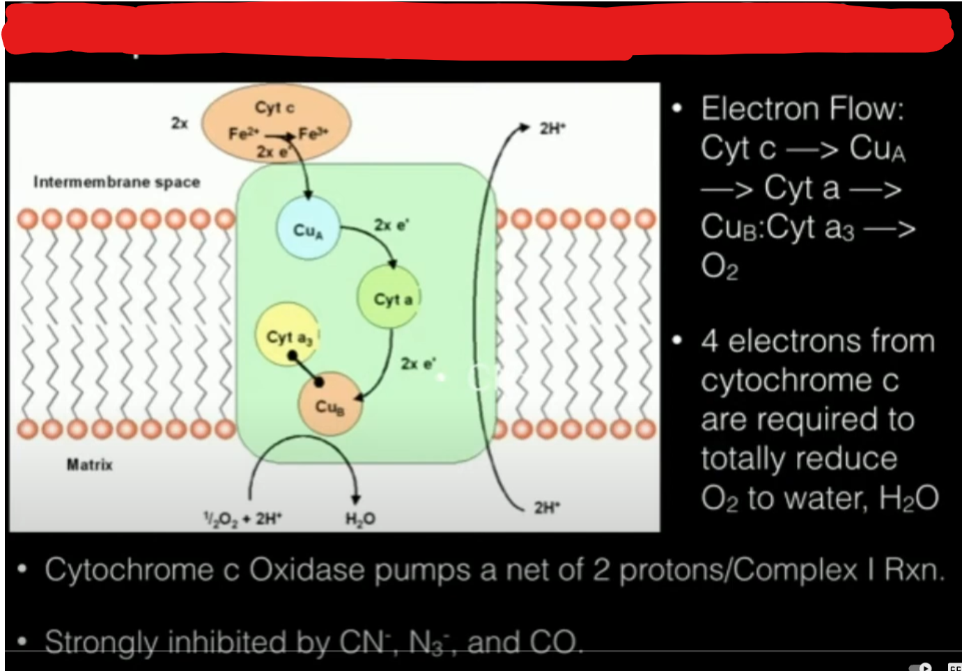 <p>Passes electrons received from complex 3 through 2 more cytochromes the second of which transfers electrons to O2 and forms 2H2O.</p><p>Pumps protons into intermembrane space</p>