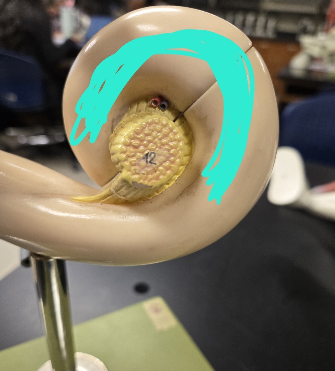 <p>Inner ear </p>