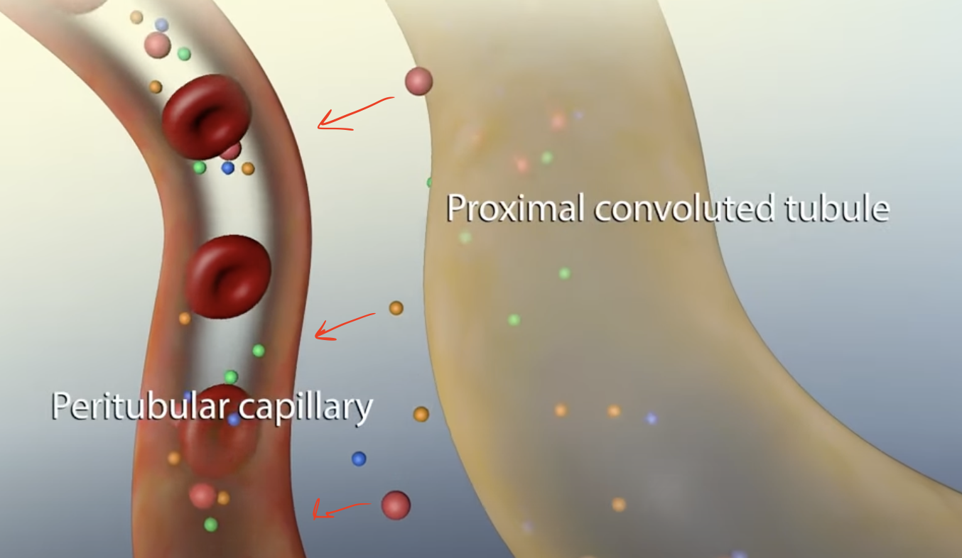 <p>One of the stages in the process of forming urine</p><p>Filtrate moves into the renal tubules; <strong>essential substances are taken into the peritubular capillaries</strong> and Loop of Henle will establish a concentrated gradient in the medulla</p>